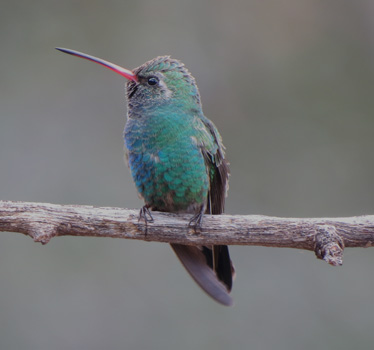 Broad-billed Hummingbird male Madera Canyon 1_9_2015